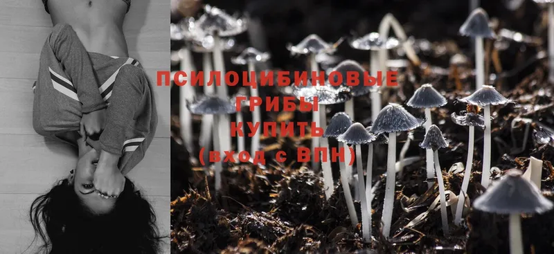 сколько стоит  Курганинск  Галлюциногенные грибы Magic Shrooms 